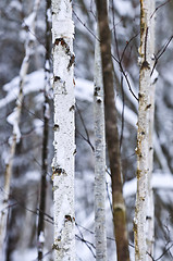 Image showing Tree trunks in winter