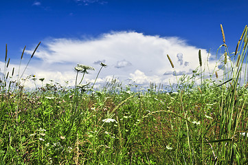 Image showing Summer meadow