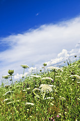 Image showing Summer meadow