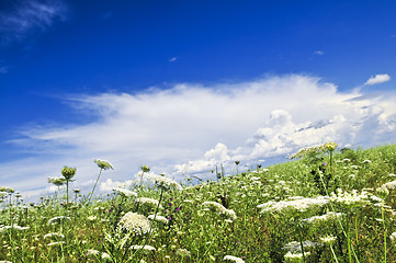 Image showing Summer meadow