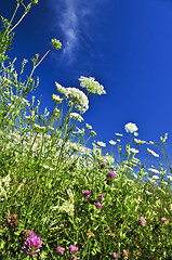 Image showing Summer meadow