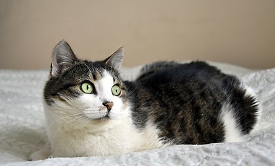 Image showing Portrait of cat