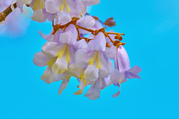 Image showing Paulownia Fortunei Flowers