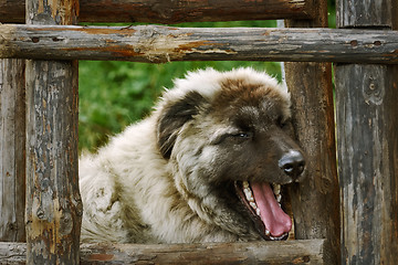 Image showing Dog near the Ladder