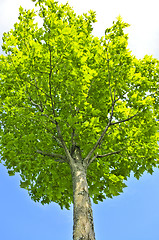 Image showing Green tree