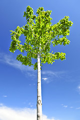 Image showing Green tree