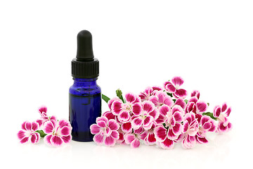 Image showing Dianthus Flowers Herbal Medicine