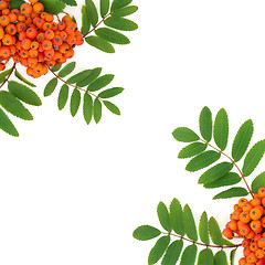 Image showing Rowan Ash Berry Border