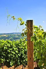 Image showing Landscape with vineyard