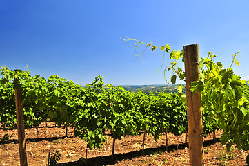 Image showing Landscape with vineyard