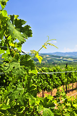 Image showing Landscape with vineyard