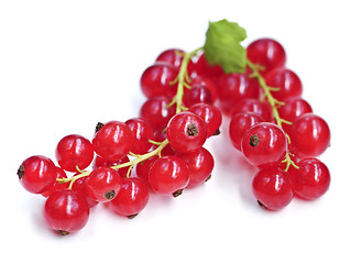 Image showing Red currants