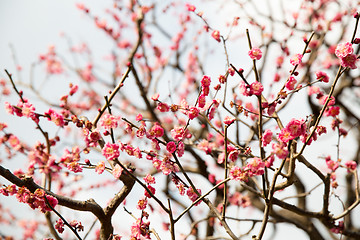 Image showing close up of beautiful sakura tree blossoms