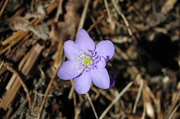 Image showing Flower