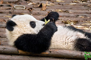 Image showing Giant panda bear in China