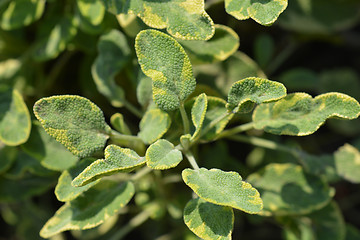 Image showing Common sage Icterina