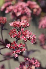 Image showing Orpine Purple Emperor