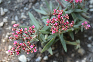 Image showing Red-flowering crassula