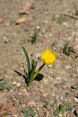 Image showing Winter daffodil