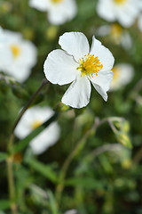 Image showing White rockrose