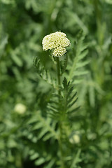 Image showing Gold plate yarrow