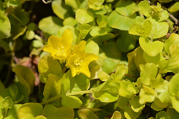 Image showing Golden creeping jenny