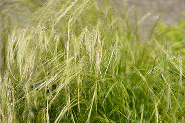 Image showing Pony tails grass