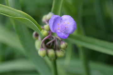 Image showing Virginia spiderwort