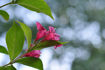 Image showing Bristol Ruby Weigela