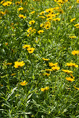 Image showing Star tickseed flowers