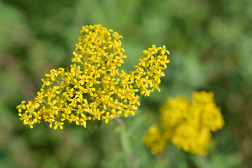 Image showing Italian alyssum