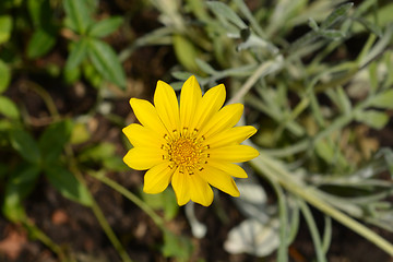 Image showing Treasure flower