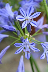 Image showing African lily Charlotte