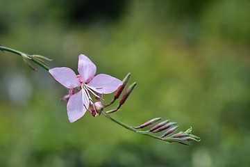 Image showing Pink gaura