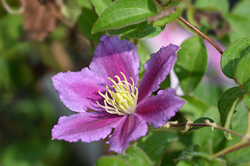 Image showing Large-flowered Clematis Piilu