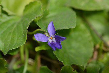 Image showing English violet