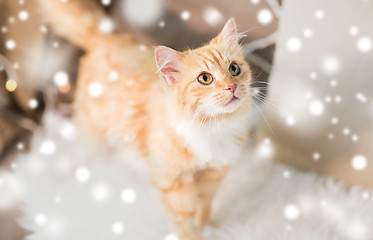 Image showing red tabby cat on sofa with sheepskin at home