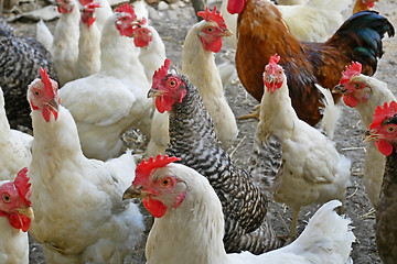 Image showing Chicken of different breed on the poultry yard