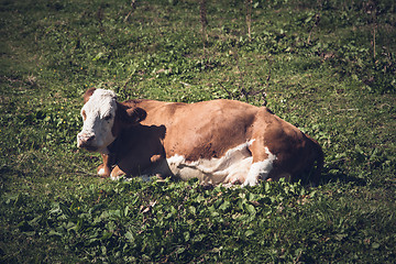 Image showing Cow lying on meadow