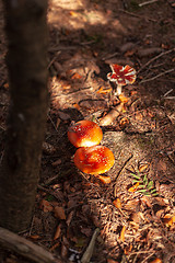 Image showing Toadstool