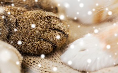 Image showing close up of paws of two cats on blanket over snow