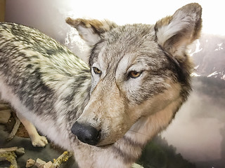 Image showing Close-up of Grey Wolf