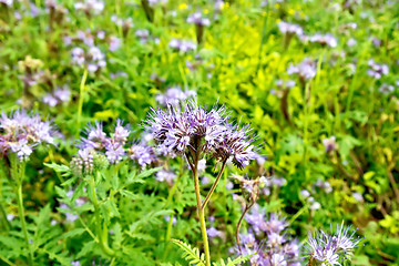 Image showing Phacelia blooming and green grass