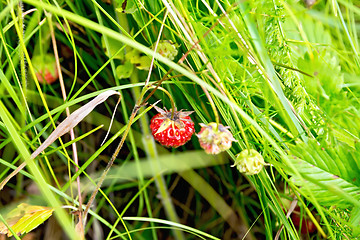 Image showing Strawberries ripe in the grass