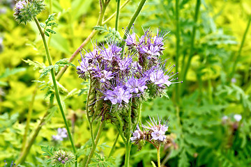 Image showing Phacelia blooming on background of green grass