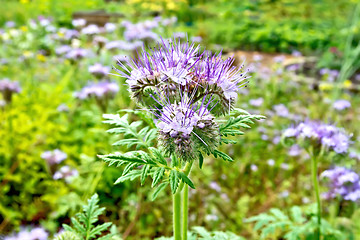 Image showing Phacelia blooming