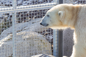 Image showing Close-up of a polarbear (icebear)