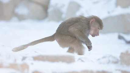 Image showing Baby baboon sitting