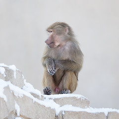 Image showing Macaque monkey resting