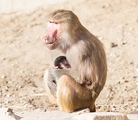 Image showing Baboon mother and her little one